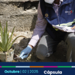 Cápsula: Dengue en Cartagena: incidencia casi 3 veces mayor que el promedio nacional
